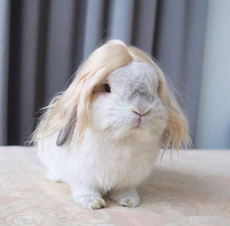 兔子换毛可分为季节性与年龄性两种.