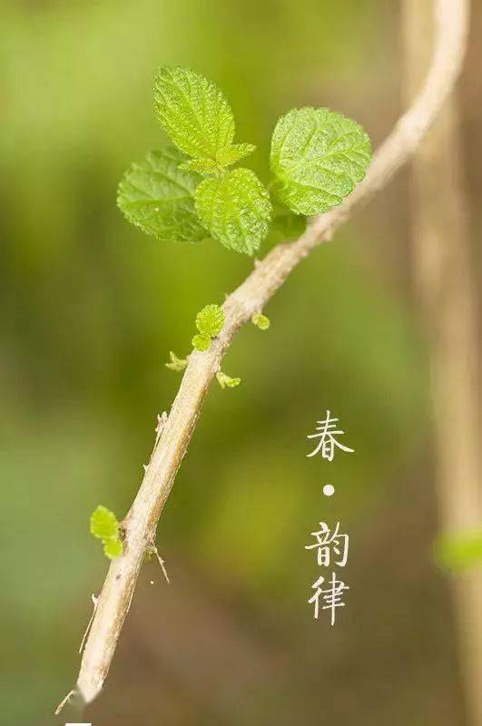 今日立春养生要点