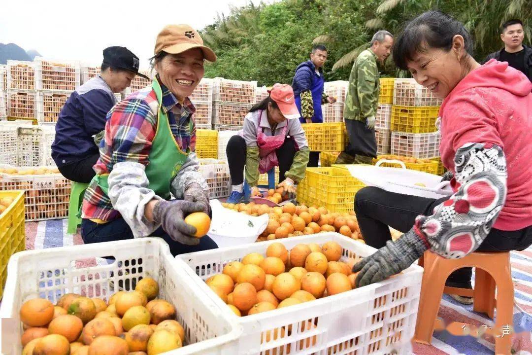 脐橙丰收了 来源:德保之声    脱贫攻坚取得决定性胜利.