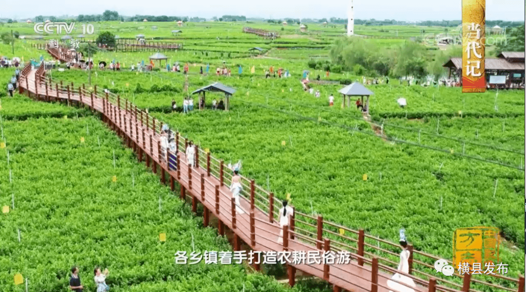 "世界茉莉花都"称号.