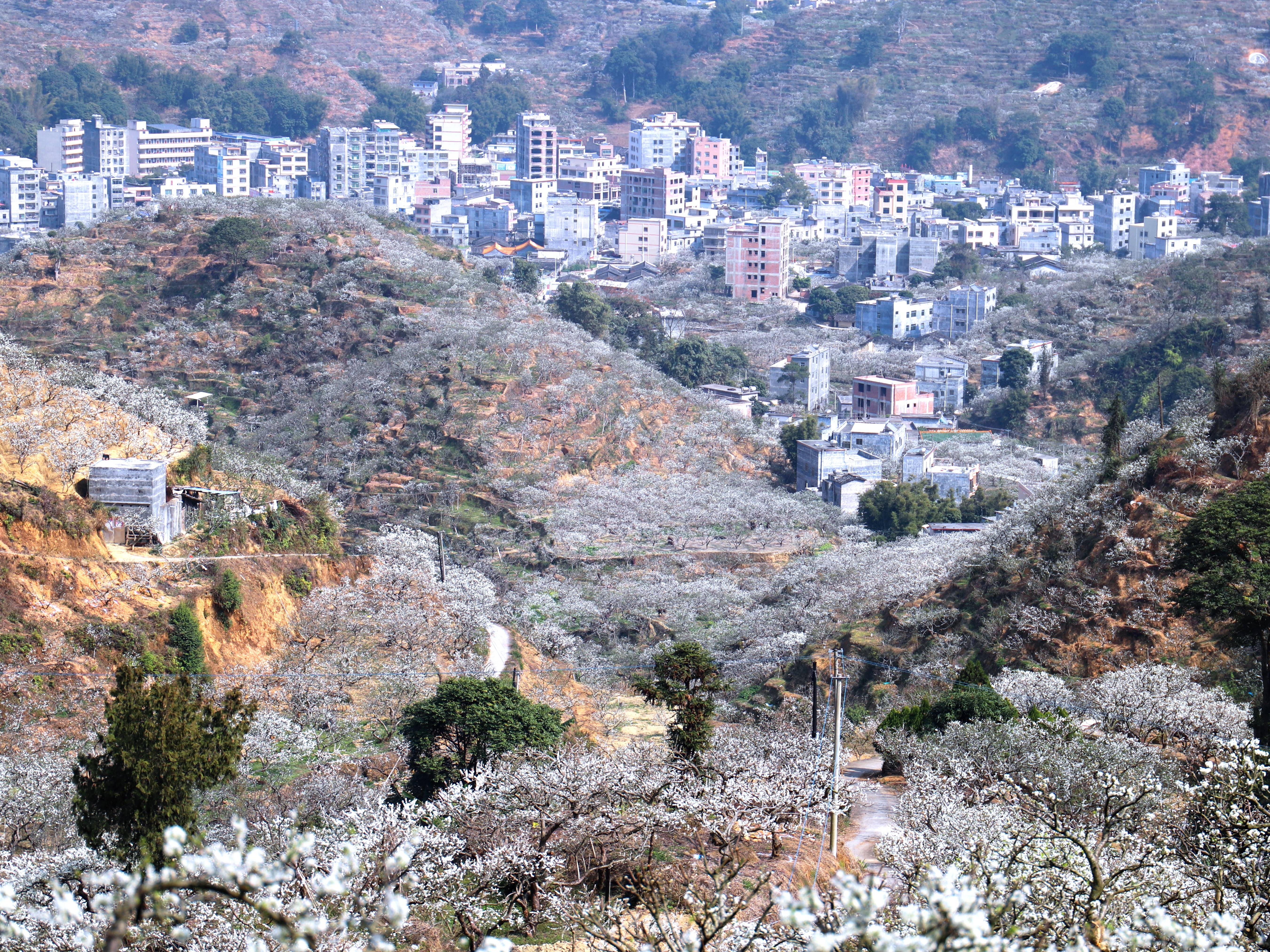 信宜钱排:李花映照幸福梦