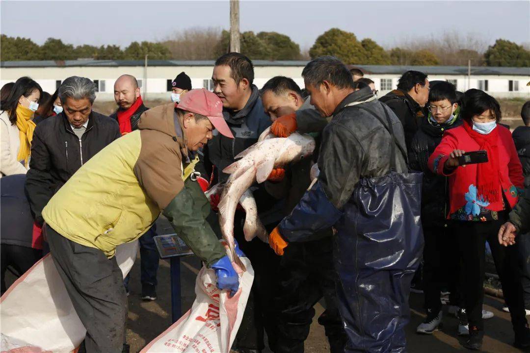 此次捕捞共收获了8000多斤的鱼有鲢鱼,鳊鱼,青鱼,鲫鱼白丝等品种其中
