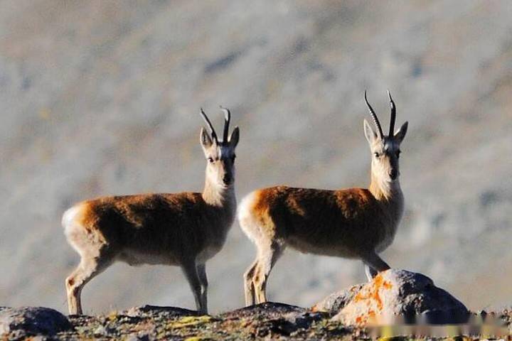 在哈尔腾草原上觅食的国家二级保护动物藏原羚. 赤狐"背影"