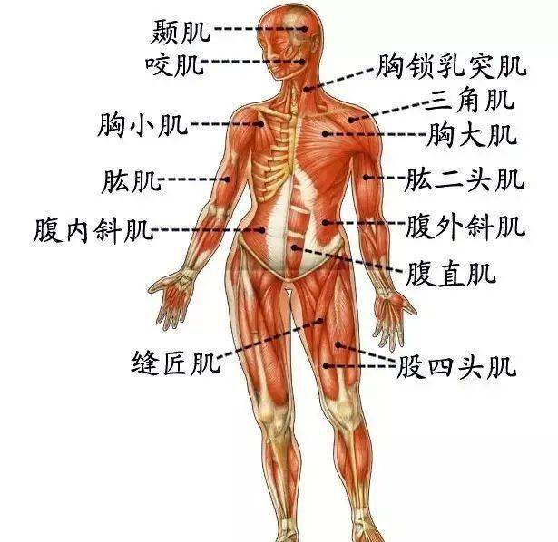 股二四头大腿肌,半腱半膜臀大肌;肱二三头臂部肌,桡尺腕屈指伸肌;胸大