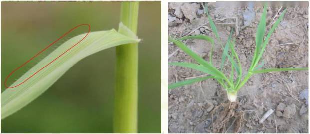 7,多花黑麦草 (禾本科) loliun multiflorum lam