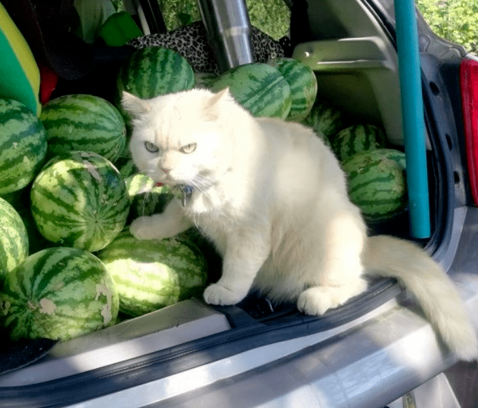 最后这张卖瓜猫老大,专治各种刘华强.