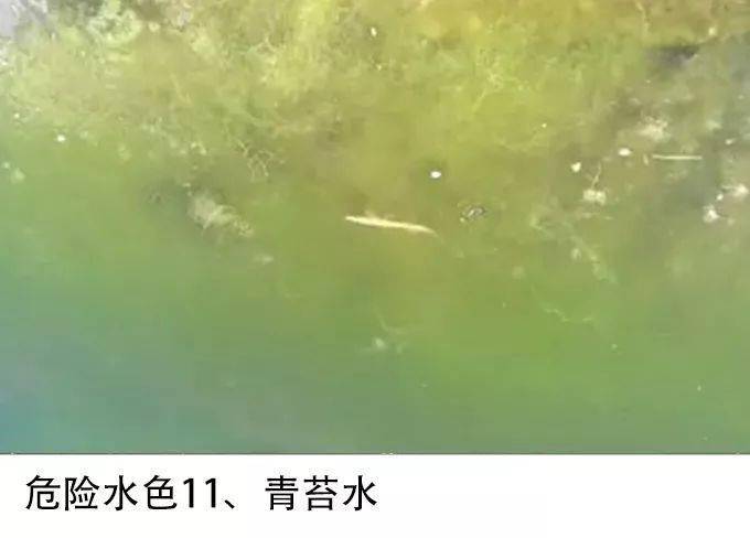 水产养殖水色图谱_藻类