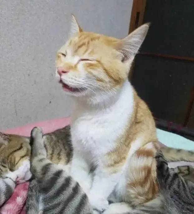 猫咪奇葩睡姿像是