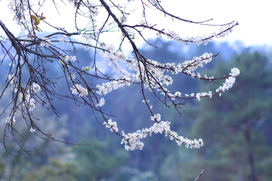 春节天气