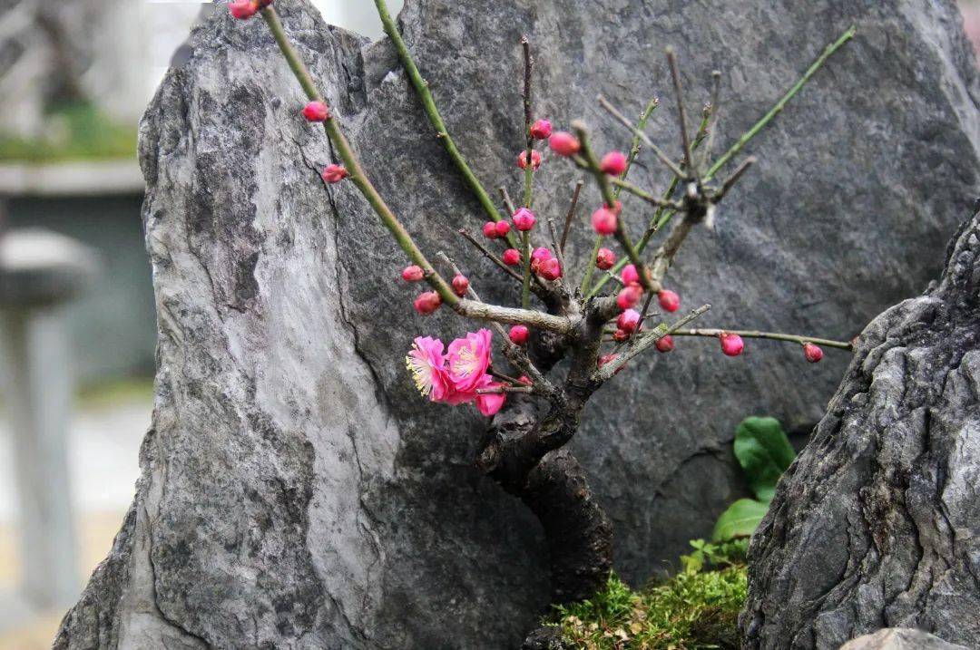 长三角云赏梅开启快来杭州植物园打卡无锡梅花盆景