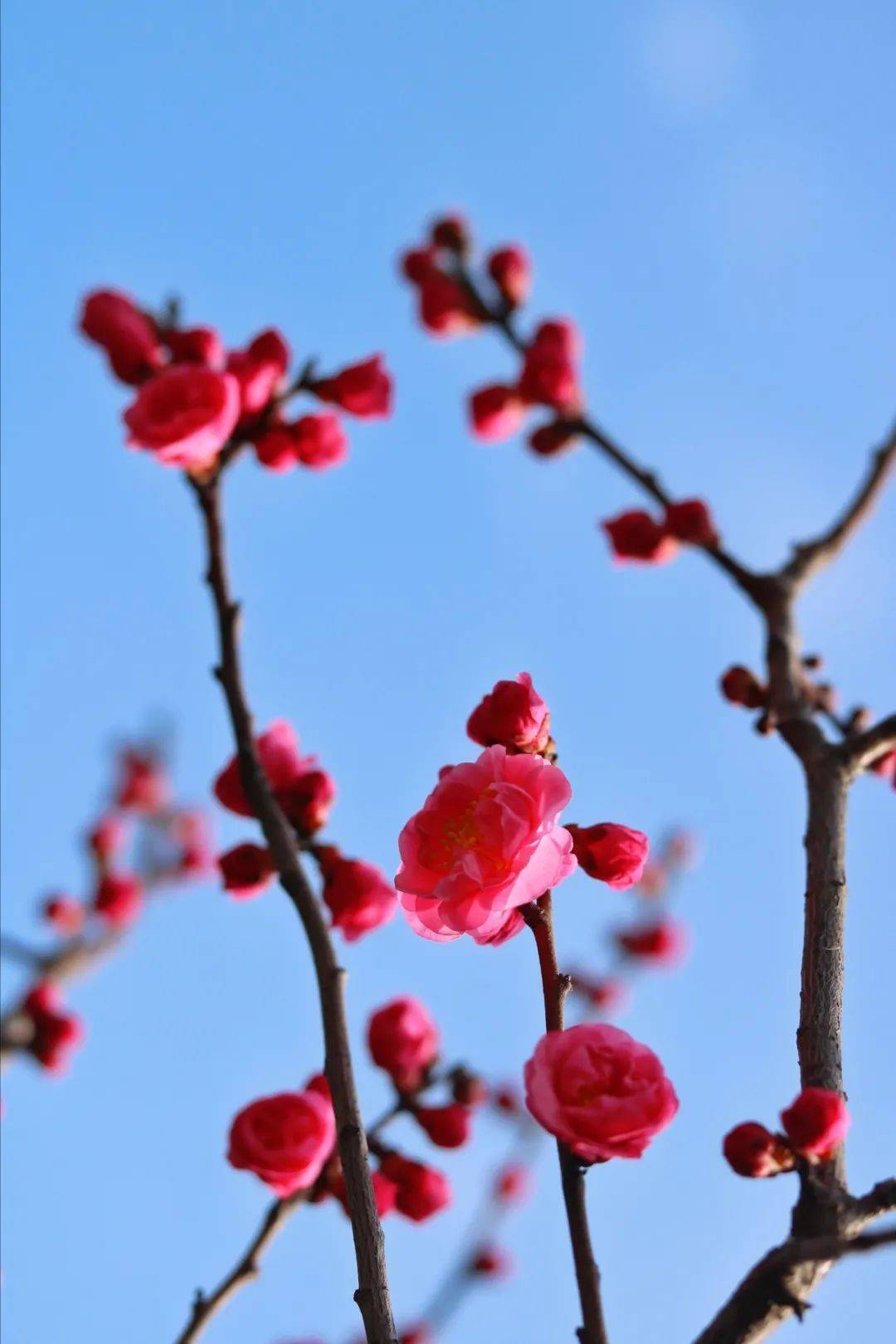 大邑,真香!_大坪村