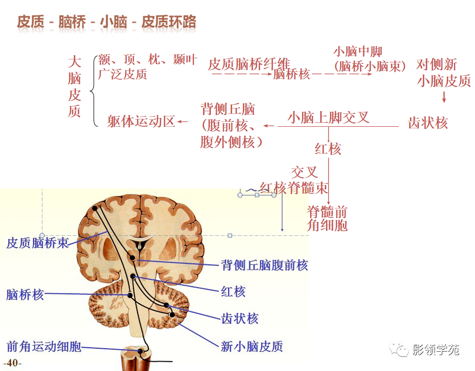 基底节内囊丘脑解剖