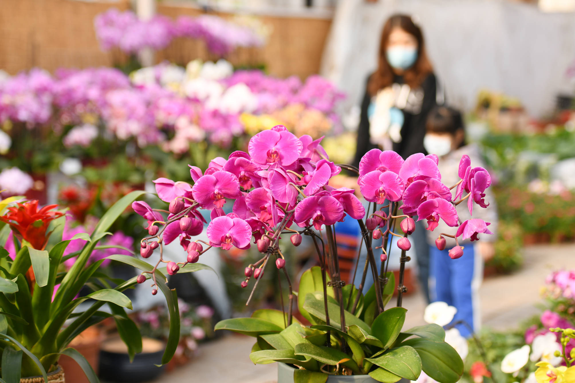 2月8日,市民在河北省石家庄市长安区肖家营花卉市场一家花店选购鲜花.