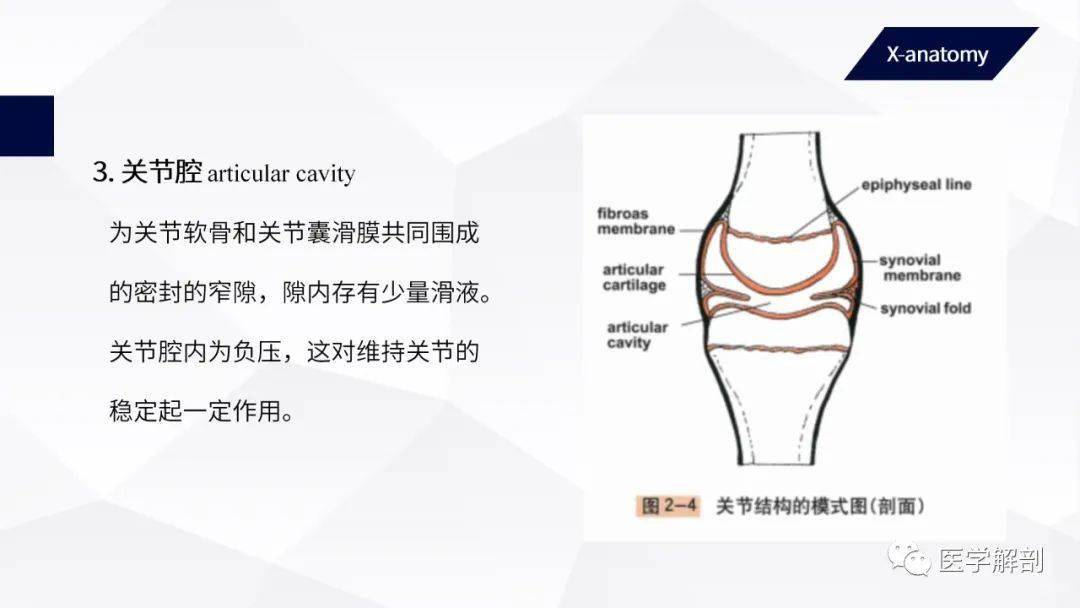 人体解剖学运动系统关节