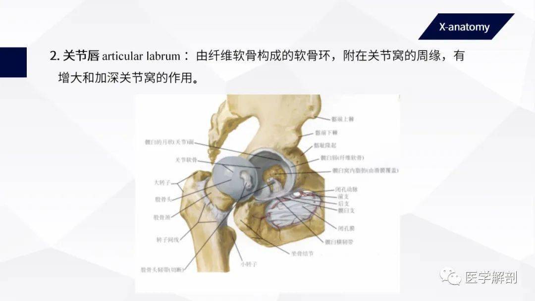 人体解剖学运动系统关节