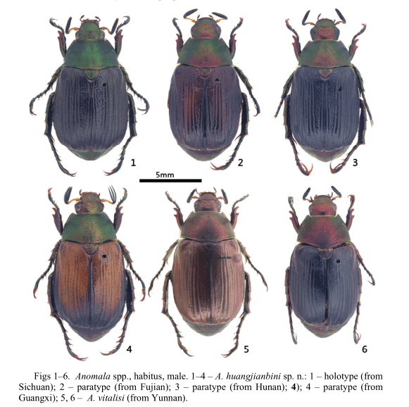 【虫研捷报】我国异丽金龟属新增1新种