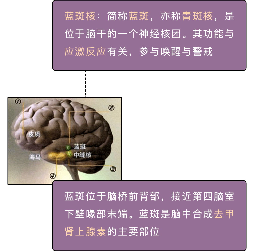 可能跟大脑里的蓝斑核有关这种现象其实脑科学上有一种解释是找到活命