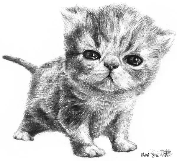 零基础手绘教程:小猫咪毛发的技法
