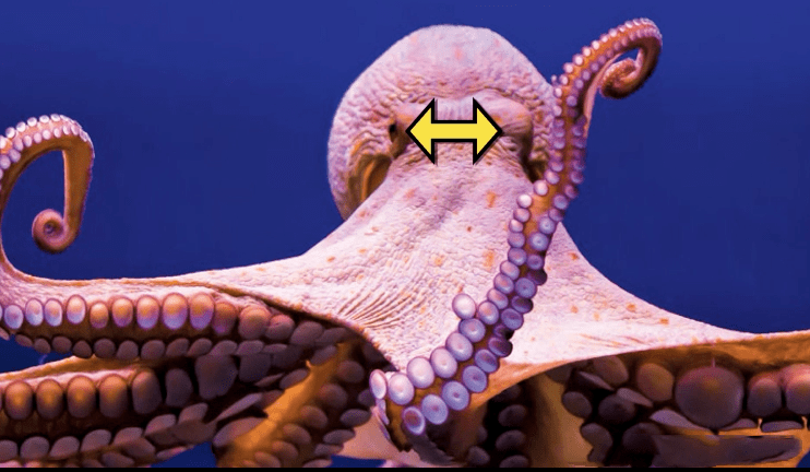 96爪章鱼时间回到1998年,日本渔民捕到了一只96条手臂的章鱼怪.