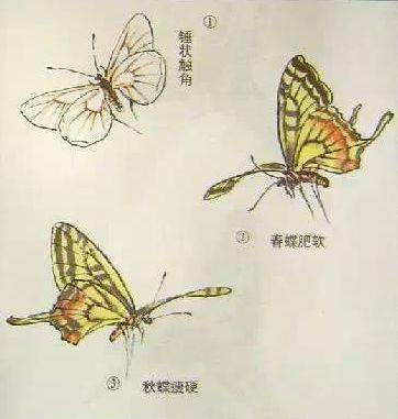 工笔画技法:怎样画蝴蝶?