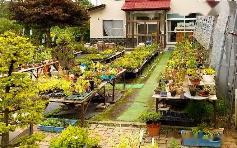 郊区租个院子种满花草盆景余生以此为乐往后以此为生