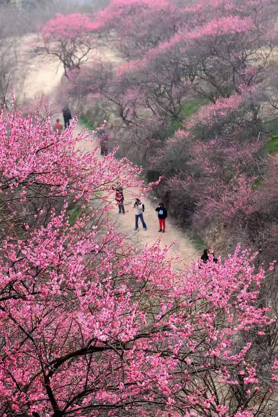 天地会户外216年初五徒步奉化新建村网红梅花谷