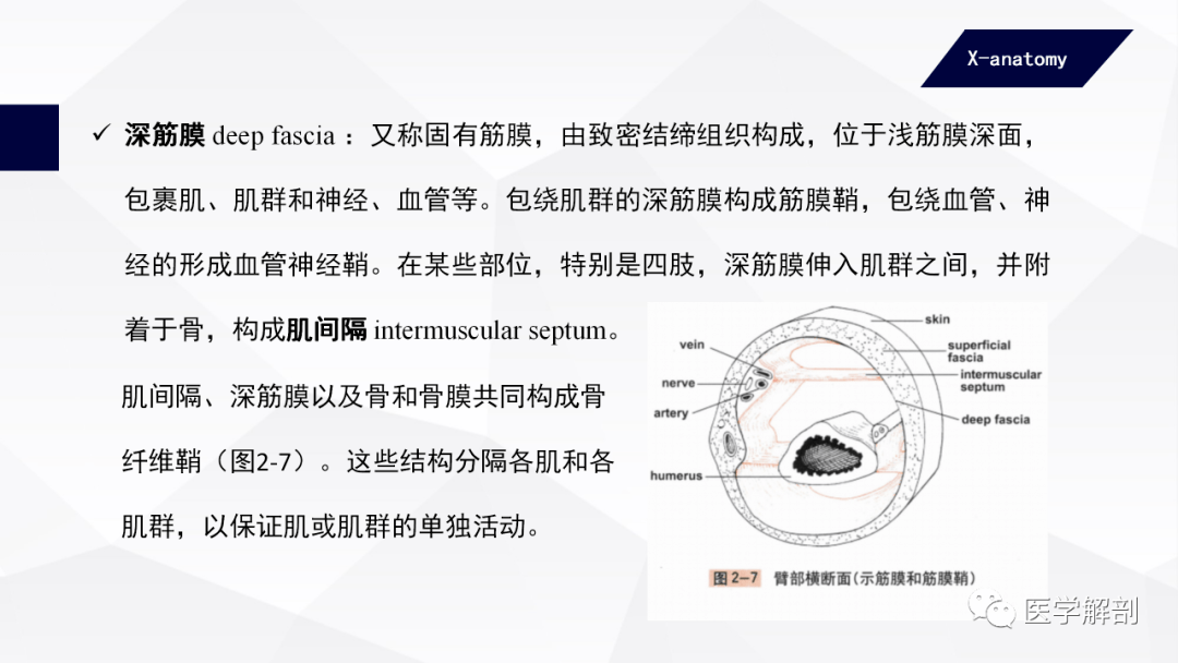 人体解剖学运动系统骨骼肌