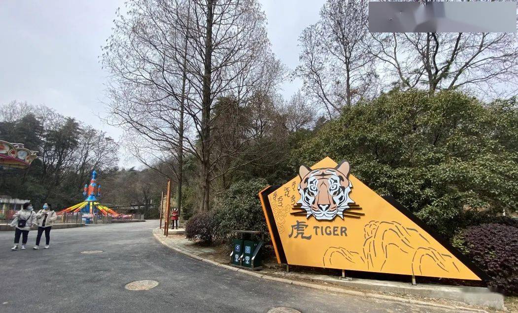 红山森林动物园新虎园建成来看老虎霸气巡山