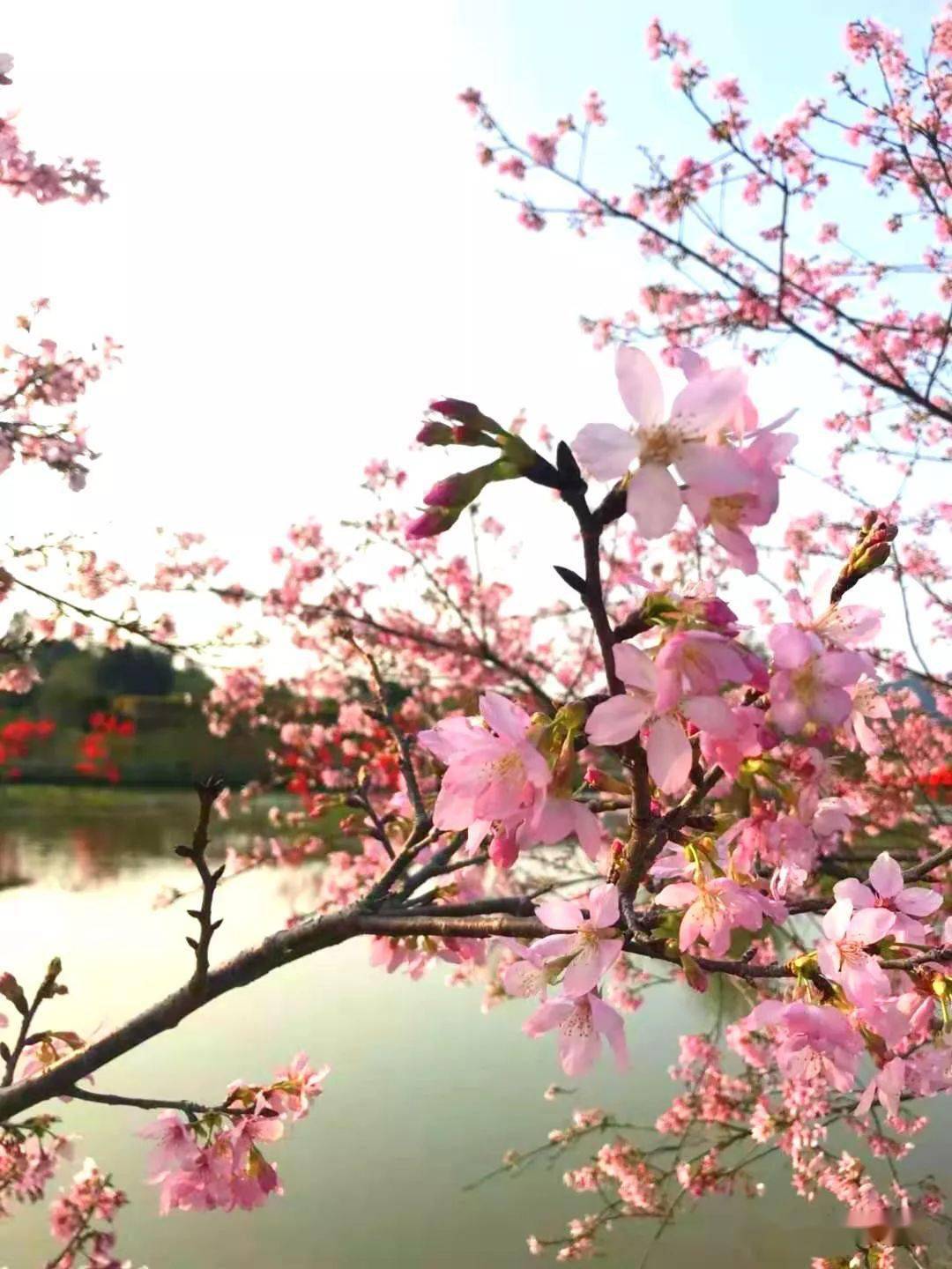 【天适赏花一日游】2021年02月21日/25日/27日/28日,从化天适樱花园