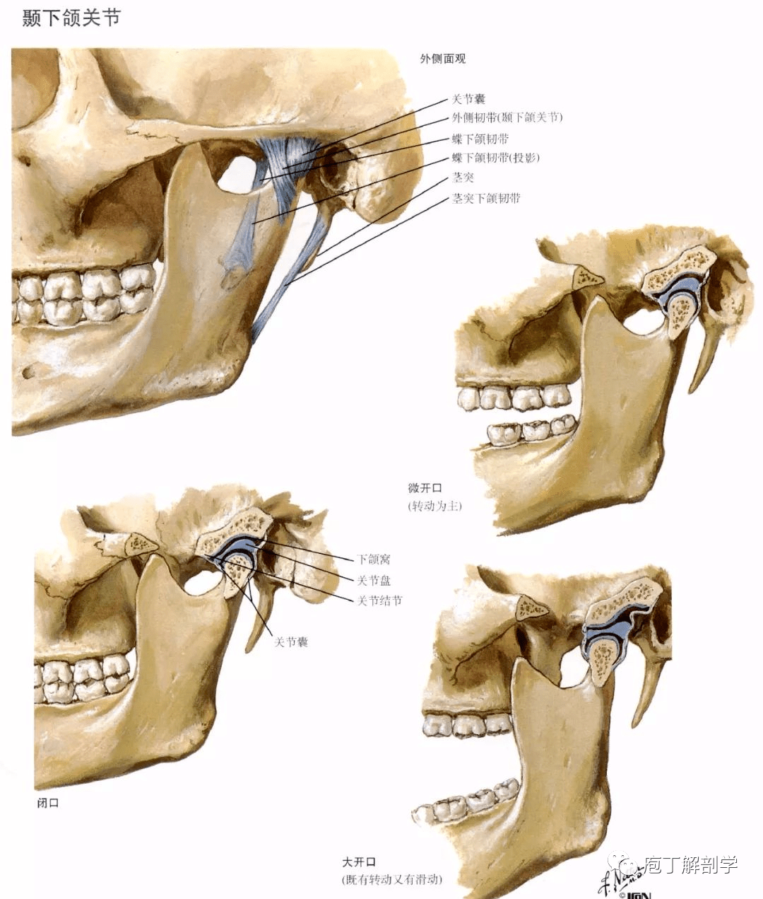 内耳门 前庭蜗神经 面神经 颅底外面观 颅骨的连结——颞下颌关节