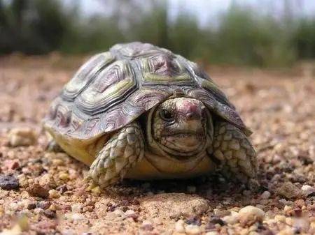 38种陆龟你认识几个陆龟种类大全