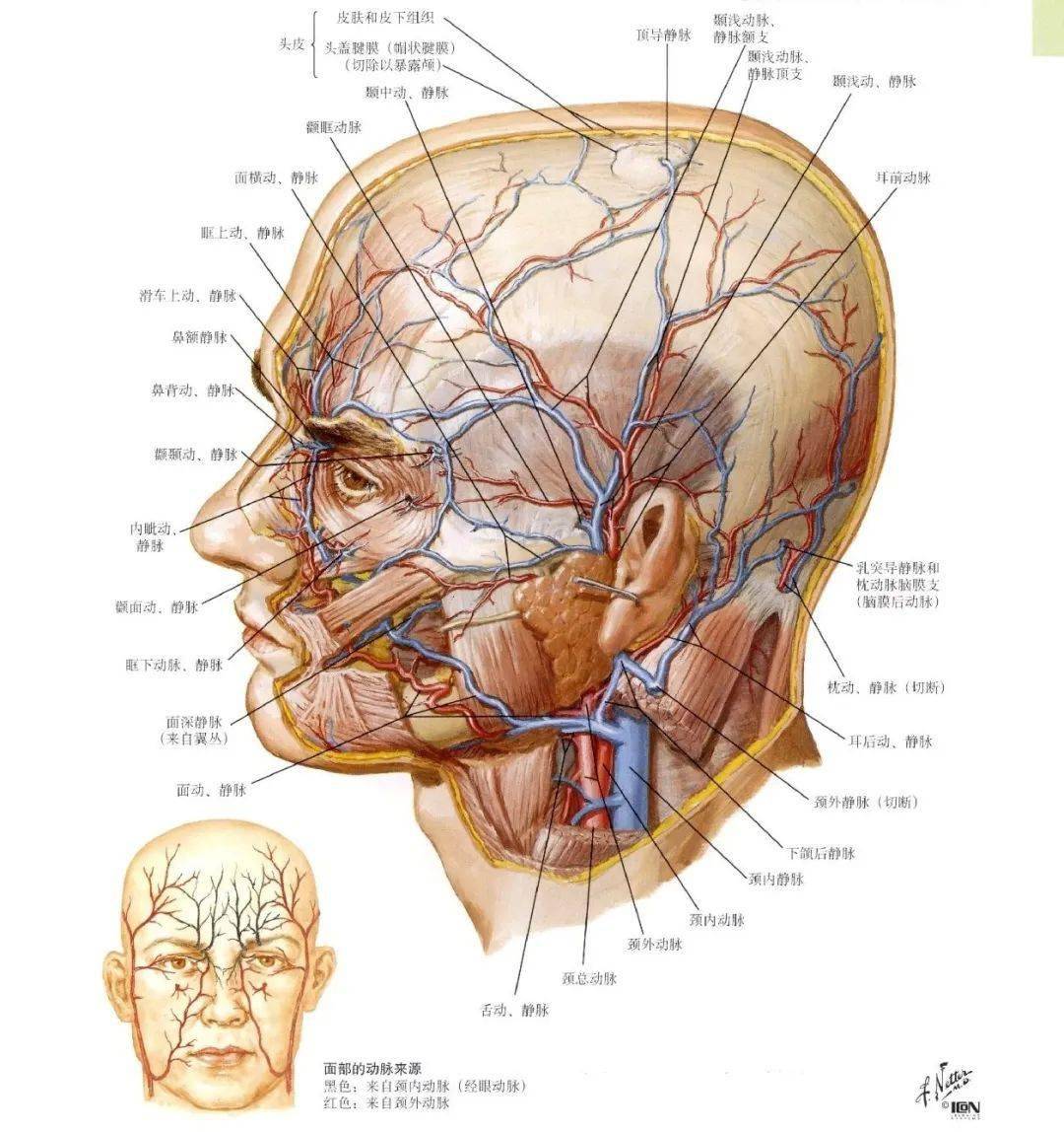 局部解剖学—面部-浅层