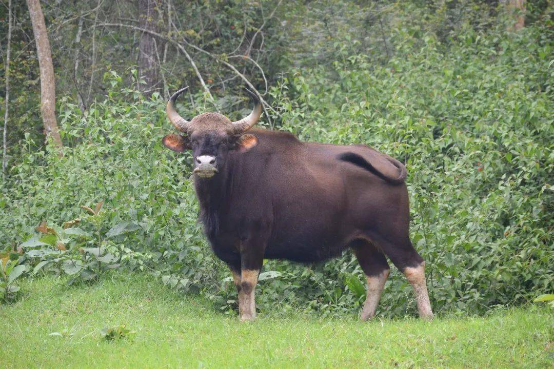 不止是可爱,有些品种的牛走高大威猛的"霸道总裁"风,比如下面的婆罗门