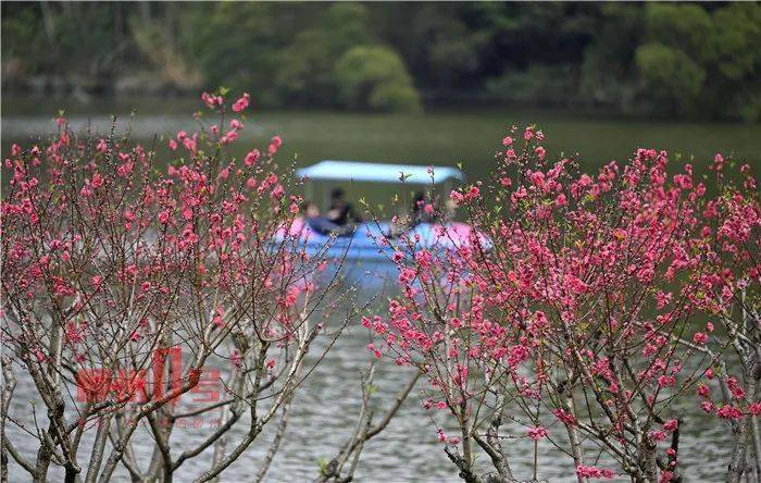 2月8日,龙潭公园里桃花提前盛开 ( 资料图片黎寒池 摄)