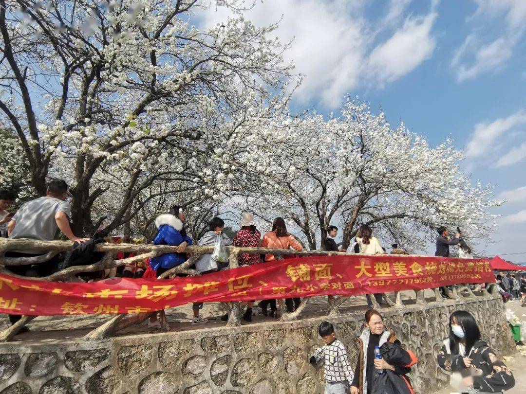 今天年初一,板城梨花谷太多人过来看梨花了,南宁车牌的也有很多.