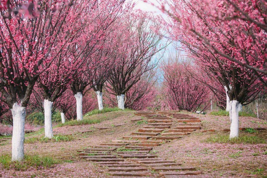 过年赏花线路走起来,都江堰"问花村"花开正好!