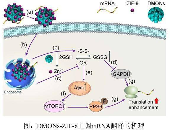 zif-8/有机硅复合纳米颗粒调控mrna翻译