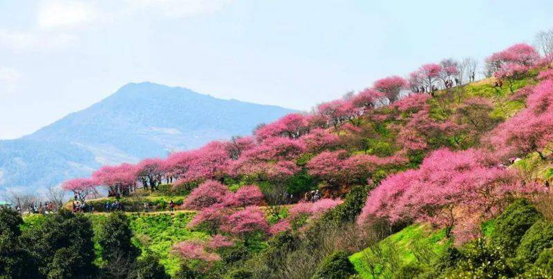 送你一朵小梅花,网红新建村梅花山,看遍十里梅花谷;走进岩头古村寻找