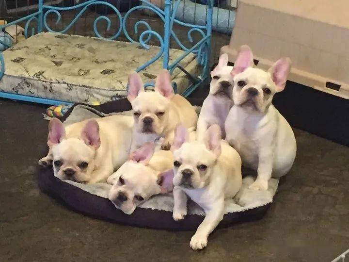 美国hilsman法斗犬舍主理人的一次访谈