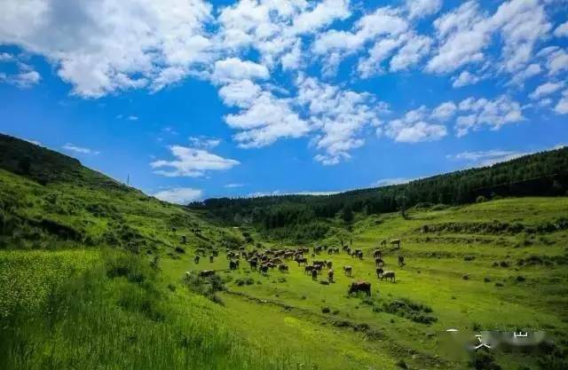 【锦绣岚州】高山草甸饮马池