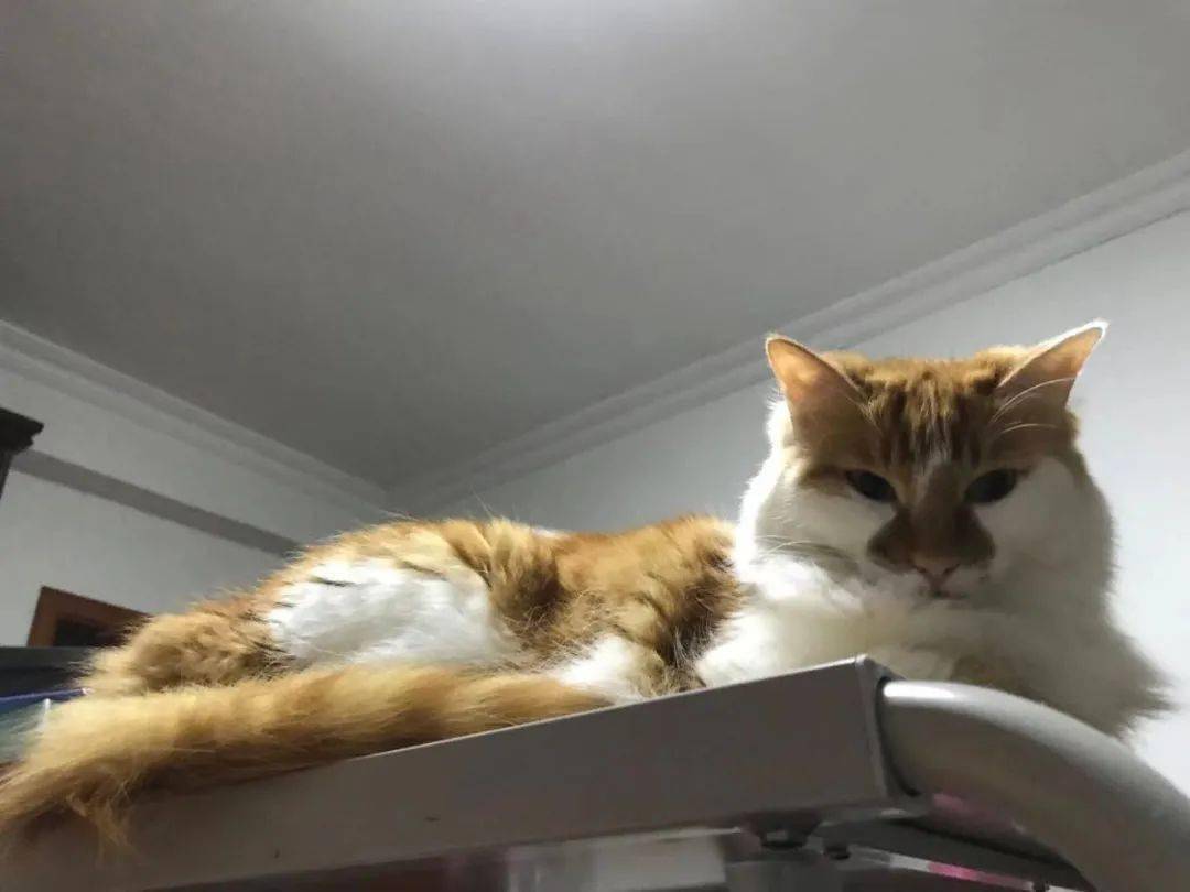 茶茶丸,lyre的猫(照片由lyre提供)