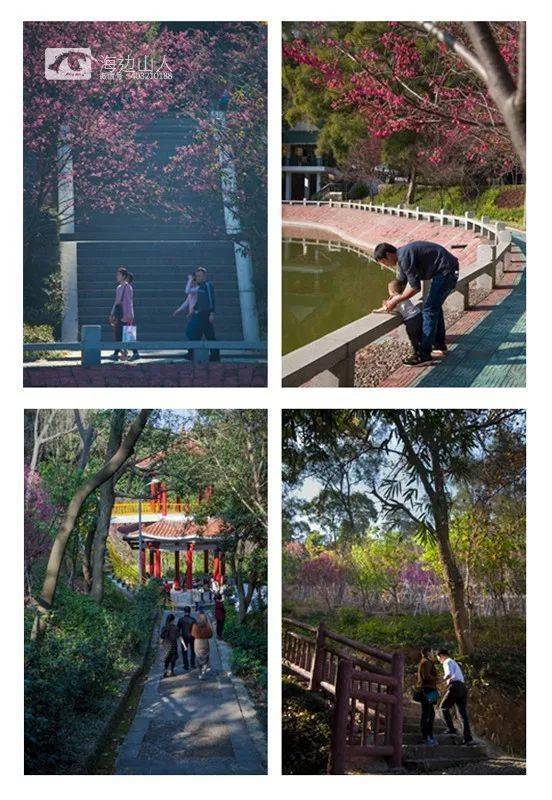 樱花 是浪漫 是纯洁 是等你来  龙海市石码镇紫云岩的樱花谷 樱花