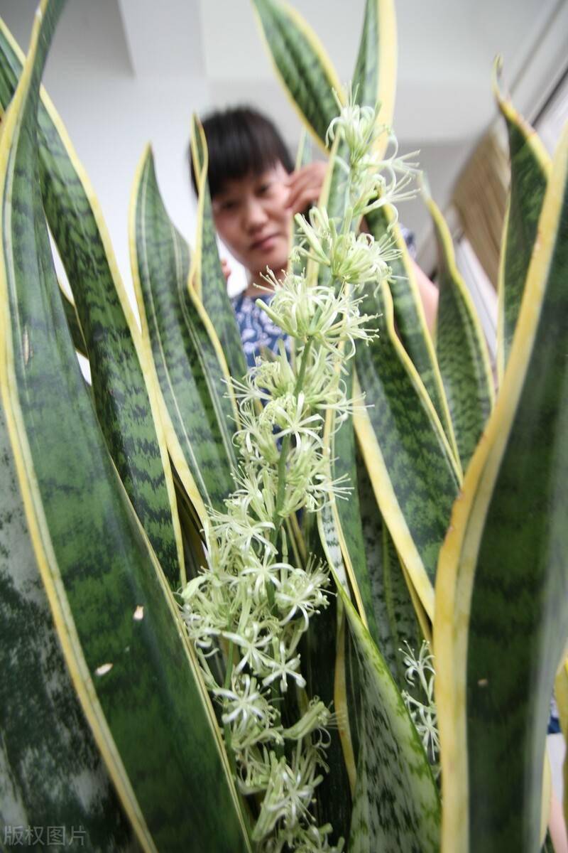 虎尾兰长"尾巴"别剪掉,稀有又吉利,要珍惜_开花