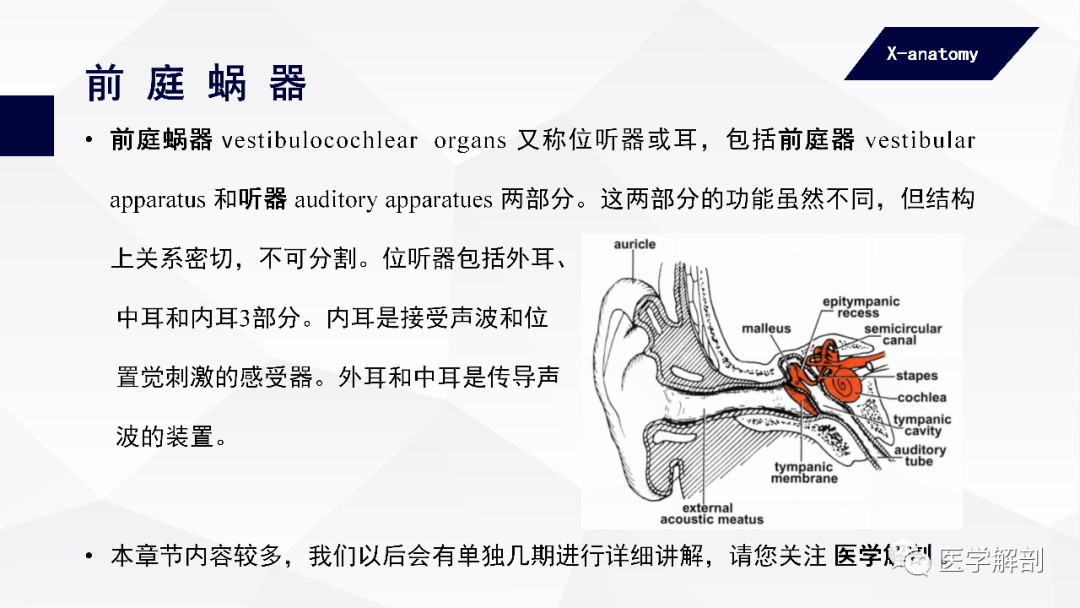 ②本体感受器,分布在肌,腱,关节和内耳等处,接受机体运动和平衡时