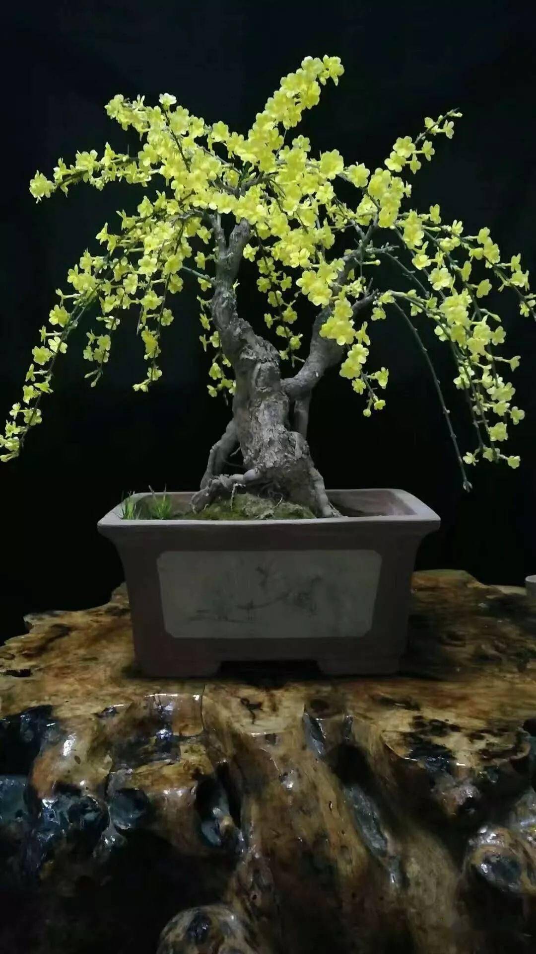 迎春· 纳福!_黄素馨