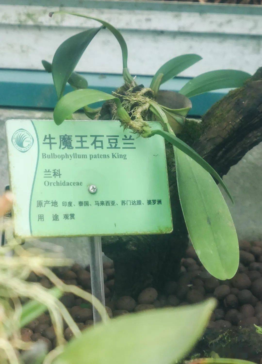 牛年寻牛华南植物园里的牛植物