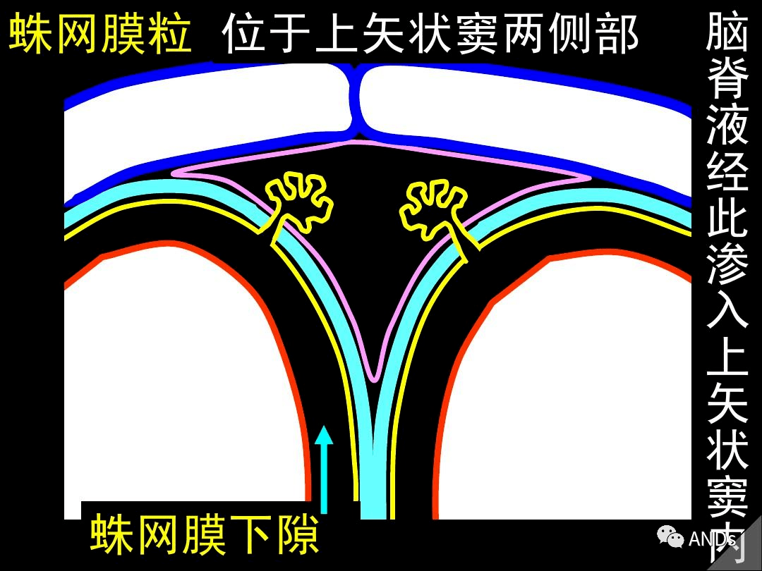 高清解剖脑室脑池脑膜