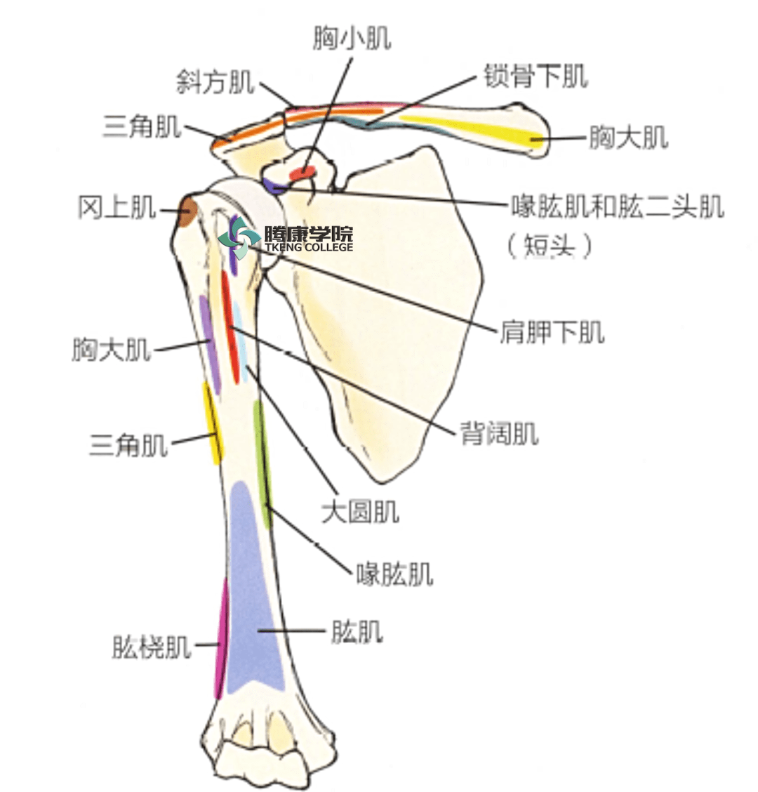 附着在肱骨前面的肌肉通常缩短并紧张,从而将手臂拉至内收,内旋的位置