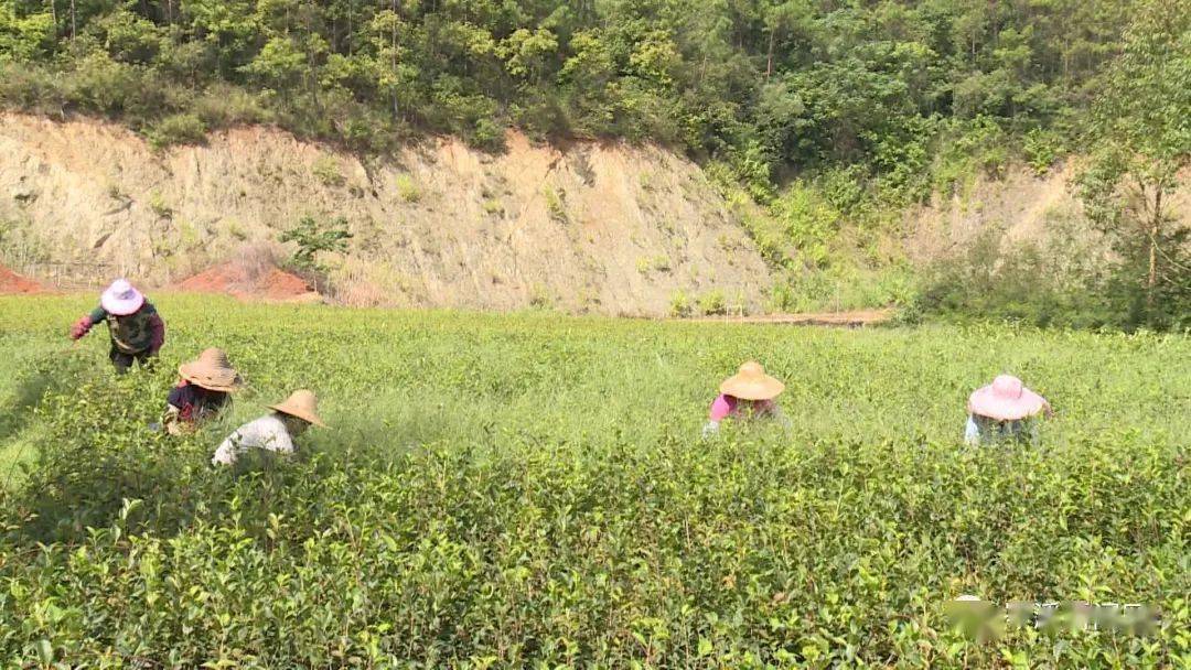 小茶果带动大产业 助力脱贫 助农增收