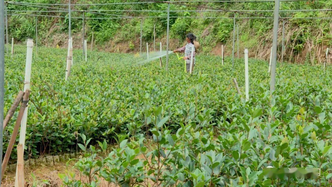 小茶果带动大产业 助力脱贫 助农增收